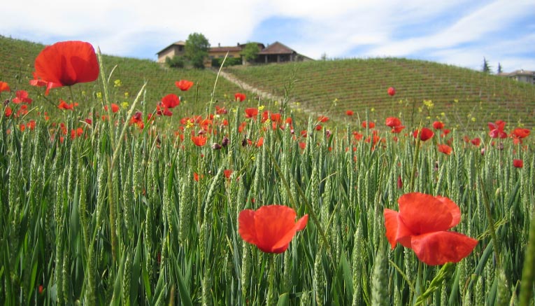 Bpdi-piedmont-biking-8
